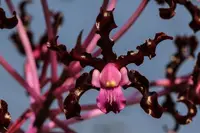 Laelia undulata