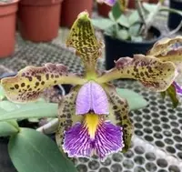 Cattleya schilleriana coerulea — BS / Nonblooming