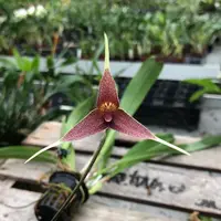Dracula spectrum — Blühfähige Pflanze