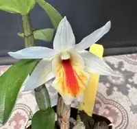 Dendrobium Christy Dawn (Dawn Maree x Christyanum)