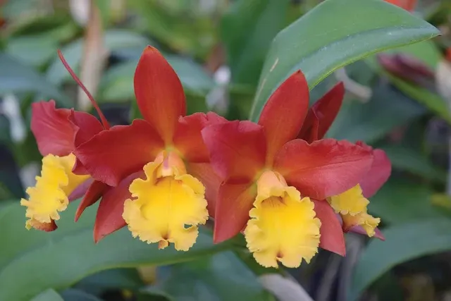 Brassolaeliocattleya Orchid Lily Marie Almas ‘MGR’