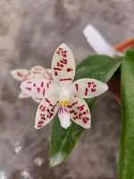 Phal. zebrina x sib