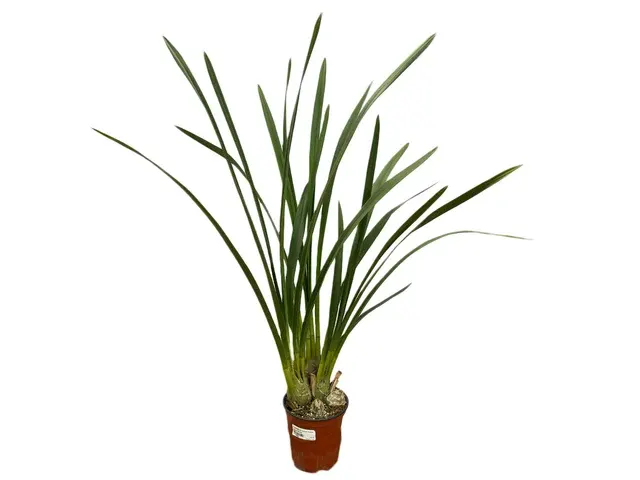 Cymbidium Sun Shine Big (Cymbidium)