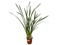 Cymbidium Sun Shine Big