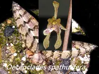 Oecl. spathulifera (MOES) (- Oeceoclades ) Oecl.=Oeceoclades