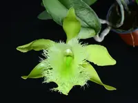 Rhyncholaelia digbyana