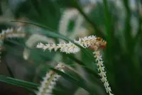 Dendrochilum infractum — Raritäten - blühfähige Pflanzen