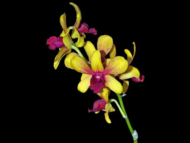 Dendrobium Boonchoo Gold (Dendrobium)