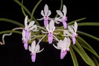 Seidenanda Ucho 2" seedlings