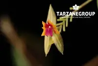 LEPANTHES AFF. UXORIA MINIATURE ORCHID MOUNTED