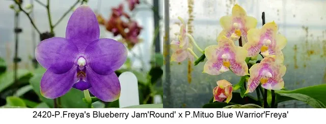 Phalaenopsis Freya's Blueberry Jam x Mituo Blue Warrior
