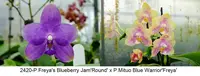 FY2420 Phalaenopsis Freya's Blueberry Jam x P. Mituo Blue Warrior - Seed Grown