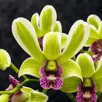 Dendrobium Burana Jade (variegata) (Dendrobium Phalaenopsis)