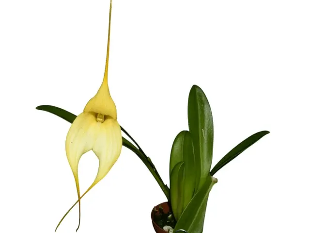 Masdevallia Len Zieff (Masdevallia)
