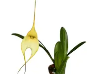 Masdevallia Len Zieff
