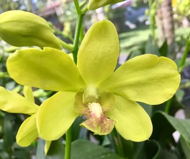 Dendrobium Waianae Valley 'Kurashige'