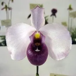 Paphiopedilium delenatii vinicolor sp (Paphiopedilum)