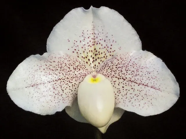 Paphiopedilum Great Expectations HCC/AOS 'Promise' (Paphiopedilum)