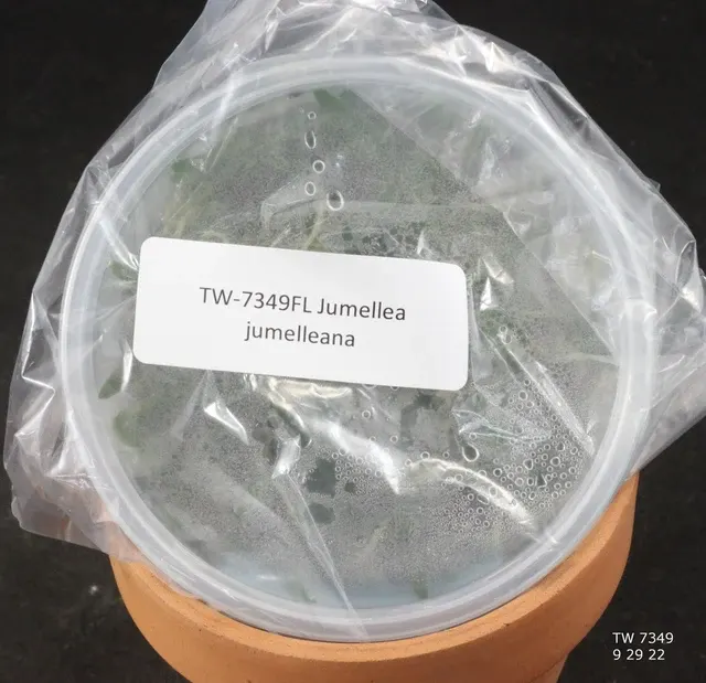 Jumellea jumelleana (Jumellea)