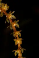 Dendrochilum williamsii