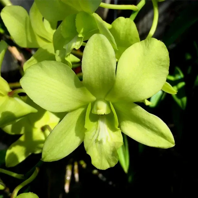 Dendrobium Areedang Green (Dendrobium)