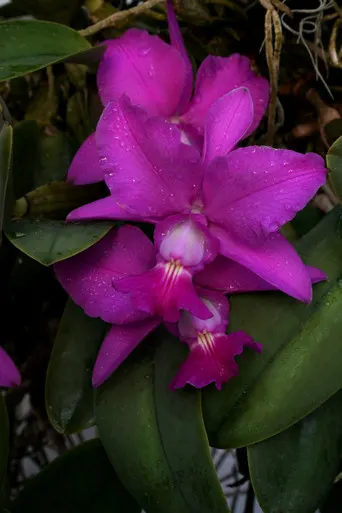 Cattleya walkeriana x self 'Orchid Dynasty'