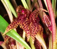 Dryadella hirtzii