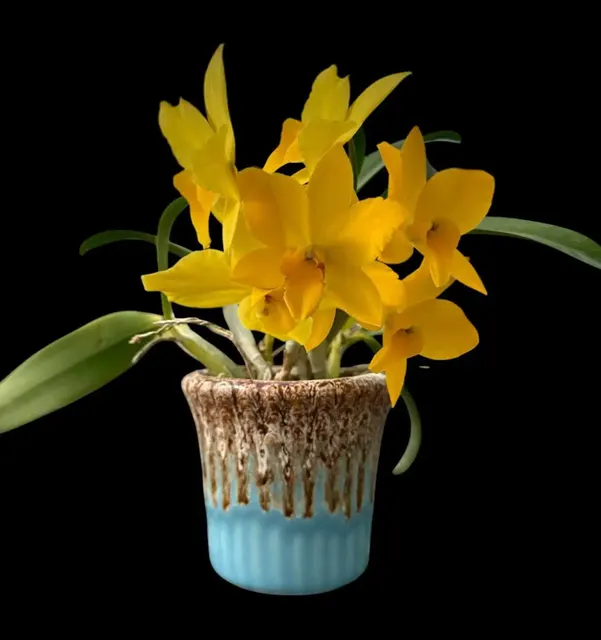 Cattleya Yellow Miniature (Cattleya)