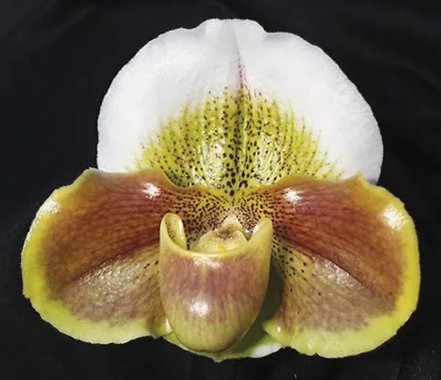 Paphiopedilum Tokyo Knight AM 'Moonchild'