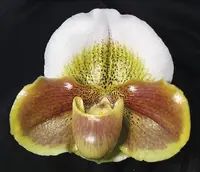 Paphiopedilum Tokyo Knight 'Moonchild' AM