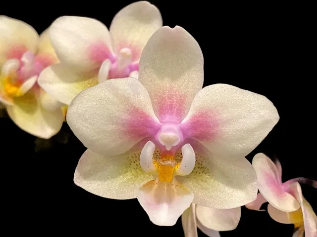 Phalaenopsis Long Pride Leah