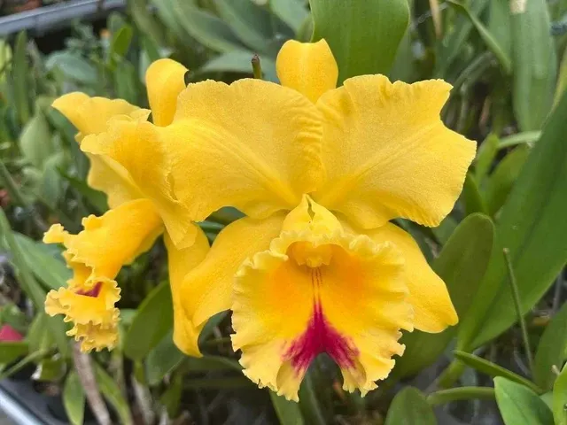 Rhyncholaeliocattleya Suzuki Hsinying' 'S Preciosa' (Rhyncholaeliocattleya)