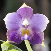 [Bare-root] Phal. Mituo Purple Dragon '277' 紫龍277 [2.4" MS][Jun in stock]