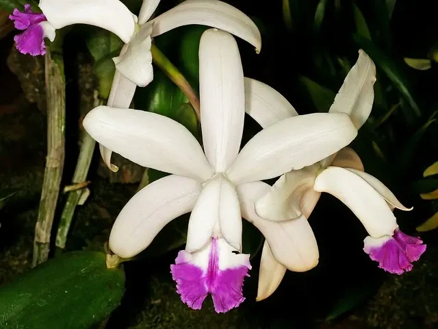 Cattleya intermedia coerulea x