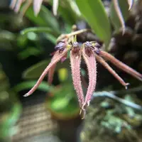 Bulbophyllum farreri