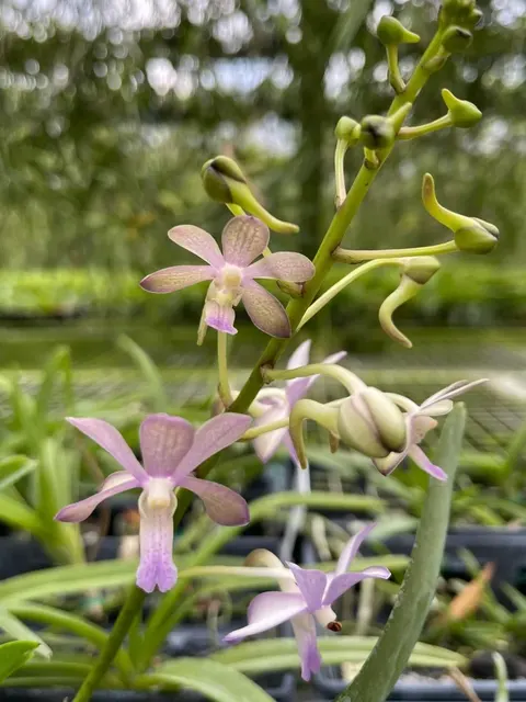 Vanda Christiane Spatzl Maman Rockstroh (Vanda)