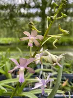 Vanda Christiane Spatzl Maman Rockstroh (Vanda Charm x Vanda Thai Noi)