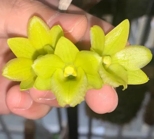 Dendrobium cerinum (Dendrobium)