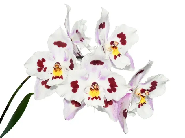 Oncidium Andean Leopard (Oncidium)