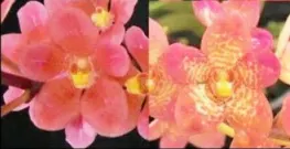 Sarcochilus Kulnura Maestro x Kulnura Tipple (Sarcochilus)