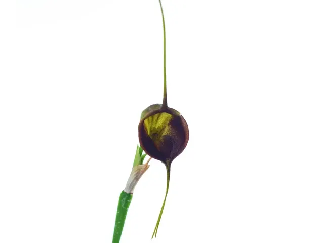 Masdevallia echo (Masdevallia)