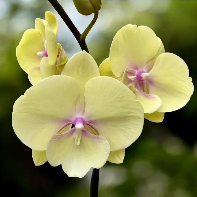 Phalaenopsis ‘Alice’ Big Lip