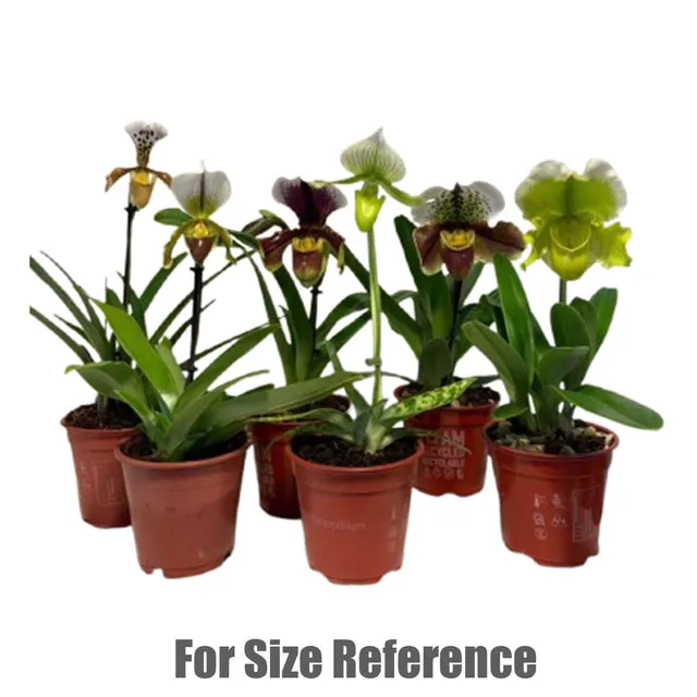 Paphiopedilum american hybride