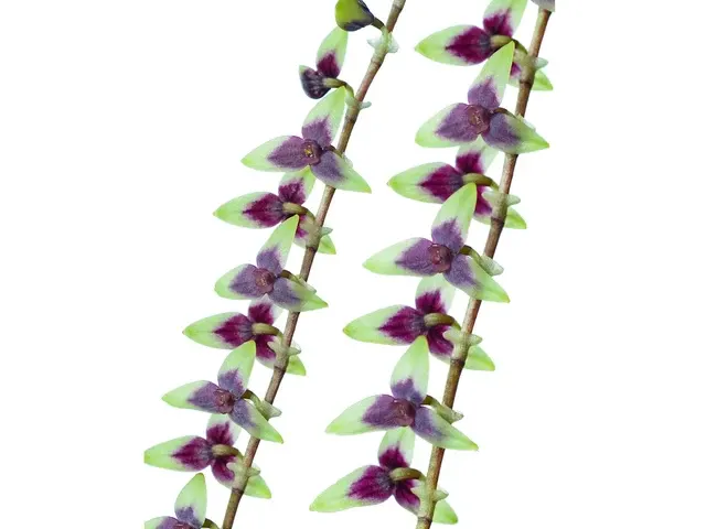 Stelis nitens (Stelis)