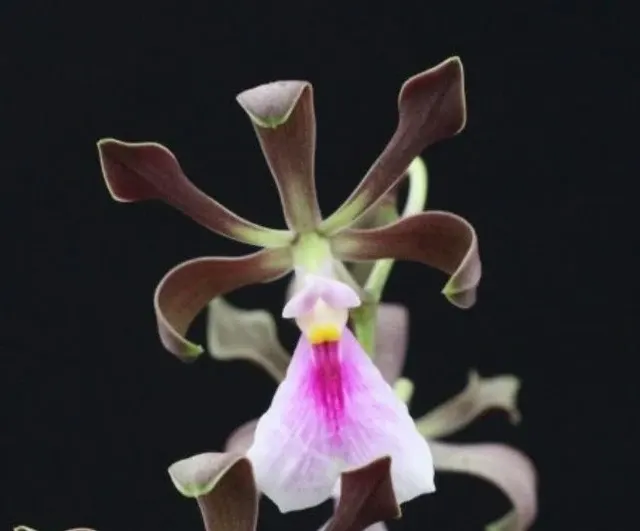 Encyclia cordigera (Encyclia)