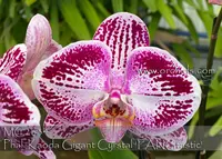 Phal. Kaoda Gigan Cyrstal 'FANGtastic , Note : large 4" flowers ' (Kaoda Davis Pearl x Join Grace ' Casablanca' )