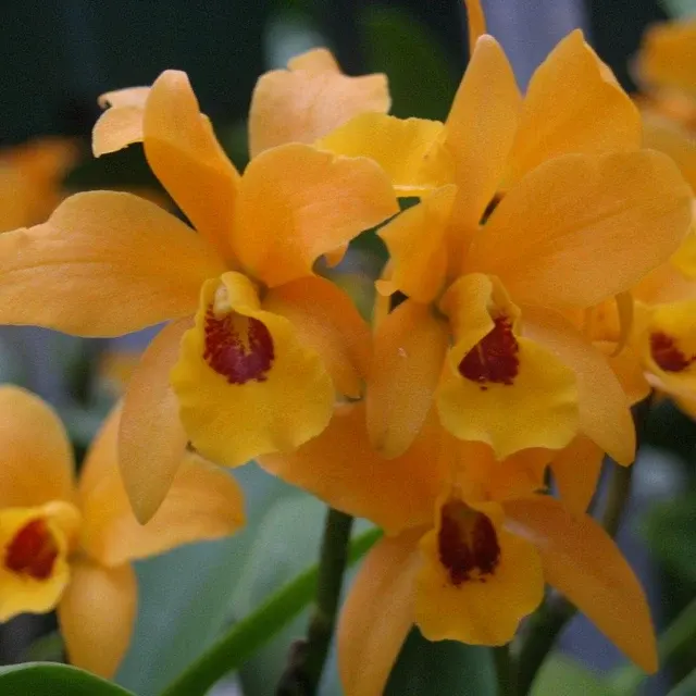 Laeliocattleya Gold Digger 'Fuchs Mandarin' (Laeliocattleya)