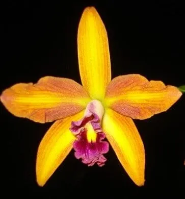 Cattleya tenebrosa var alba x