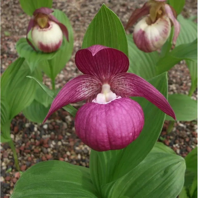 Cypripedium macranthos (Cypripedium)