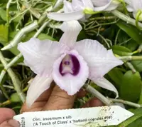 Den. anosmum var. huttonii coerulea x sib ('#12' x '#13') (DS215) ( - - anosmum )